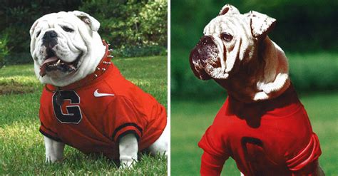 Celebrating UGA: Georgia's Iconic Bulldog Mascot